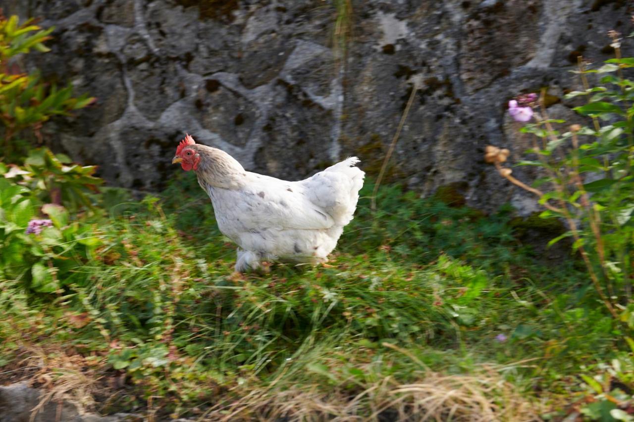 The Conscious Farmer Bed And Breakfast Sauerland Willingen  Ngoại thất bức ảnh